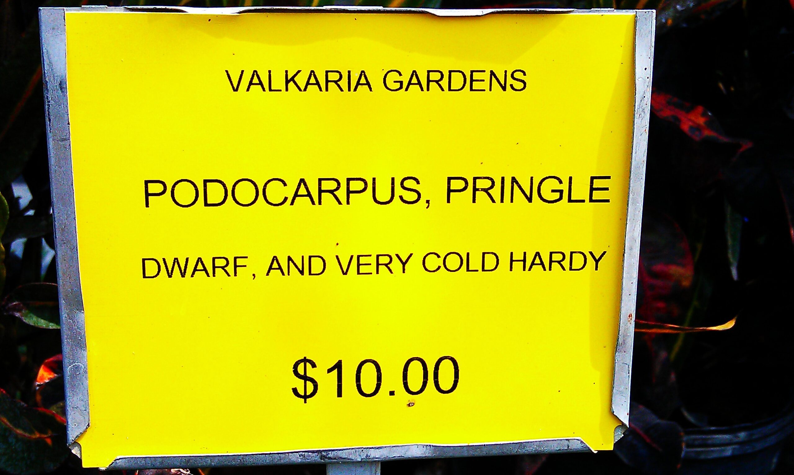 Podocarpus, Pringle
