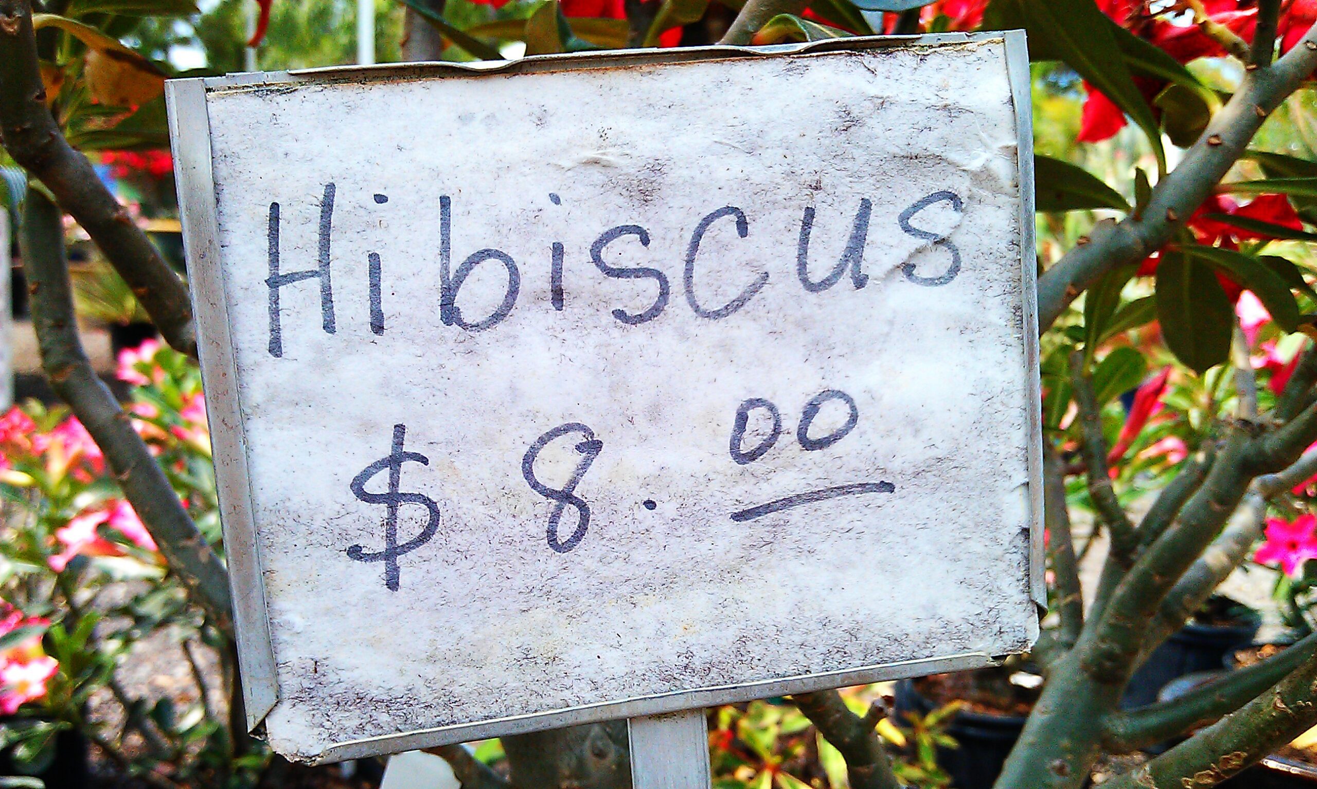 Hibiscus